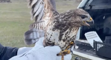 Bolu'da Yasa Dışı Avcılığa Ağır Darbe