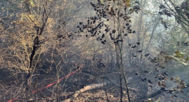 Bursa ve Karabük'te orman yangını