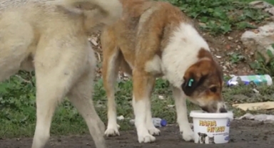 Büyükçekmece Belediyesi'nden Sokak Hayvanlarına Büyük Destek: 
