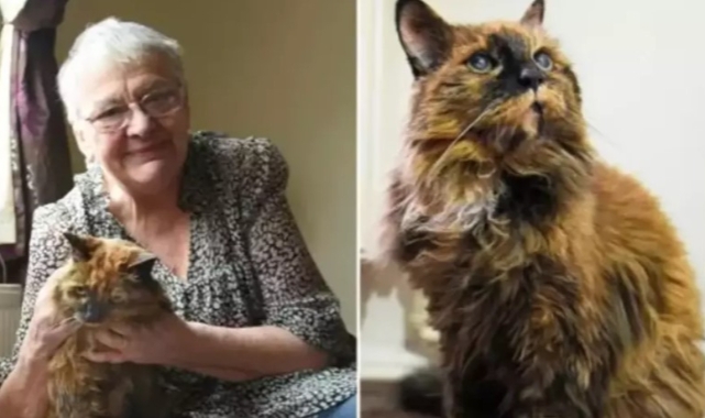 En yaşlı kedi 33 yaşında hayatını kaybetti