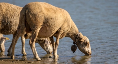 Hayvanların meraya çıkarılması yasaklandı