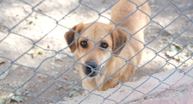 Kemer Belediyesi “Can Dostları” İçin Önemli Adımlar Atıyor