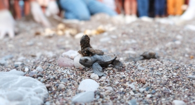 Kemer'de Son Caretta Caretta Yuvaları Açıldı: 30 Yılın Rekoru Kırıldı