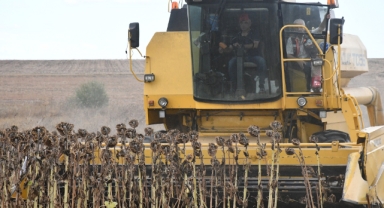 Lüleburgaz Belediyesi’nden İhtiyaç Sahiplerine Destek: Ayçiçeği Hasadı Tamamlandı