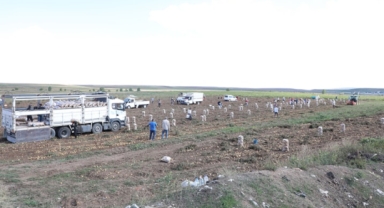 Tüccar 'küçük' dedi almadı