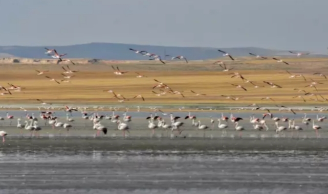 Türkiye'nin 'flamingo cenneti' kurudu