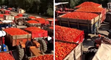 Ürettikleri domatesleri satamayan çiftçi isyan etti