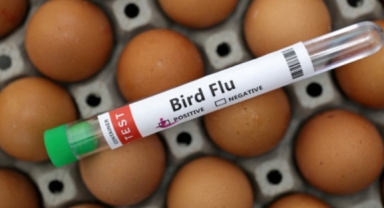 Avrupa'da kuş gribi alarmı