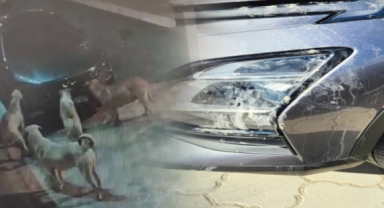 Başıboş köpekler, park halindeki araca saldırdı