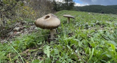 Çorum'da mantar zehirlenmesi