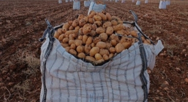 Darende'de hasat başladı