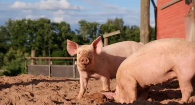 Kadınları katledip domuzlara yedirdiler 