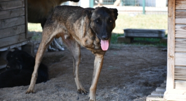 Lüleburgaz'da Hayvan Sahiplendirme Platformu: ‘Sahiplen, Sev, Hayatı Değiştir!’
