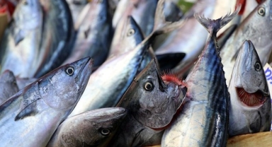 Palamut tezgahlardan inmiyor