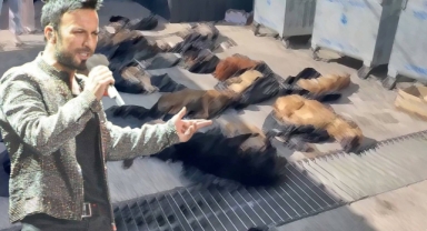 Tarkan'dan Gebze'deki hayvan katliamına tepki