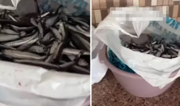 Balıkları pişirecekti, poşeti açınca çığlık atmaya başladı