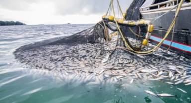 Denizden çıkanlara balıkçılar bile inanamadı
