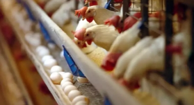 Eskişehir'de kuş gribi nedeniyle 5 mahalle karantinada