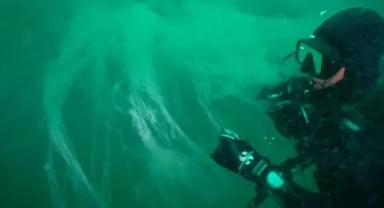 Güney Marmara'da müsilaj yayılıyor