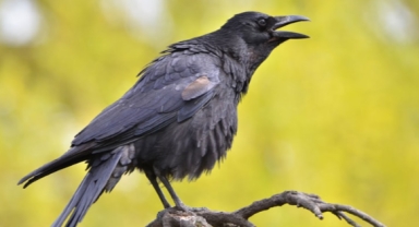 Kargaların kin tuttukları keşfedildi