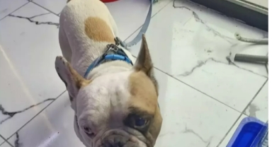 Köpeğe Şiddet Uyguladı!