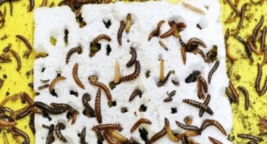 Plastik yiyen kurtçuk keşfedildi