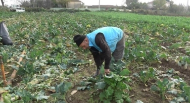 Samsun'da hasat başladı