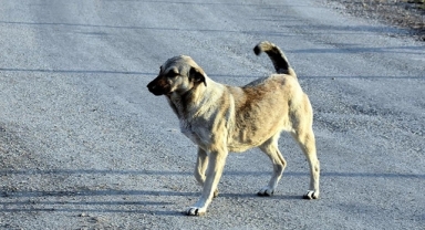 Barınaktaki aç kalan köpekler birbirini yedi