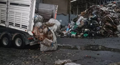 Hastalık belirlendi tonlarcası imha edildi