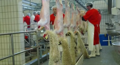 Vatandaşa domuz eti yedirenler böyle tespit edilecek 