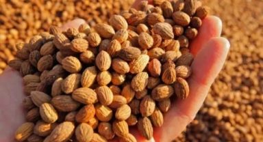 Araç Sahipleri İçin Müjde: Zeytin Çekirdeğinden Üretilen Yakıt Yüzde 70 Daha Ucuz Olabilir!