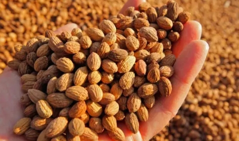 Araç Sahipleri İçin Müjde: Zeytin Çekirdeğinden Üretilen Yakıt Yüzde 70 Daha Ucuz Olabilir!