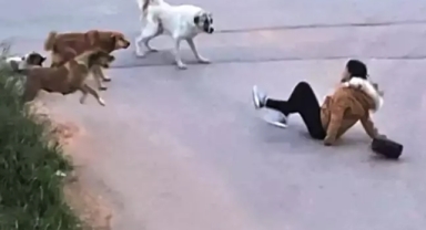 Belediyelere sahipsiz köpek başına ceza kesilecek