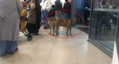 Hastanelerde sahipsiz hayvan olmayacak