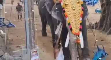 Havai fişeklerden ürken filler dehşet saçtı