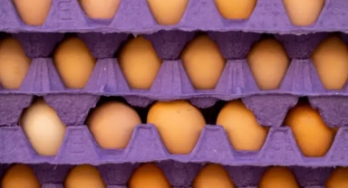 Türkiye'den binlerce ton yumurta alacaklar 