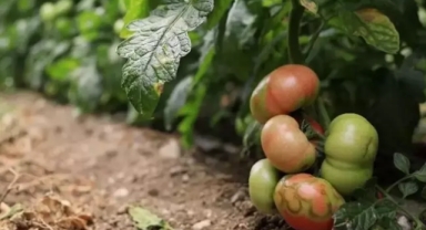 Virüslü domates alarmı