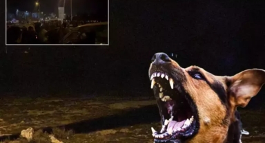 Başıboş köpekler 2 yaşındaki çocuğu öldürdü