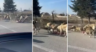 Başıboş sokak köpeklerinin hali dehşete düşürdü 
