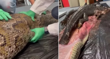 Midesinden dev bir timsah çıkardılar 