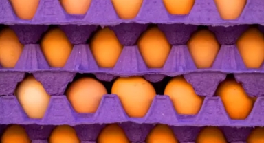 Türkiye'den Amerika'ya binlerce ton yumurta gönderildi