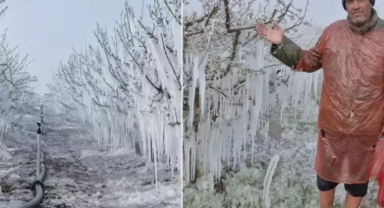 16 milyon ağacı don vurdu