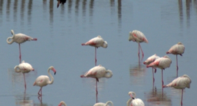 Bornova’da Objektife Yansıyan Doğal Güzellik: “Flamingo Adası” Fotoğraf Sergisi Açılıyor
