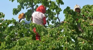 Fiyatı bir hafta içinde 80 TL'den 360 TL'ye çıktı