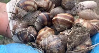 Günlük 2 bin lira kazanan var