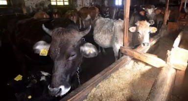 İneğin teptiği 10 yaşındaki çocuk hayatını kaybetti