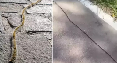 İstanbul'da ilk kez görüldü!