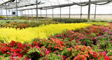 Muratpaşa’da Rengârenk Bir Bahar: 115 Bin Çiçekle Liseler Arası Desen Yarışması Başlıyor