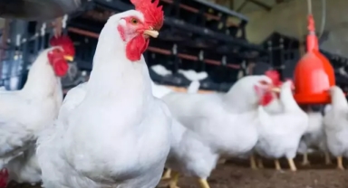 Şenpiliç'in ürününde ölümcül bakteri tespit edildi