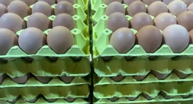 Yumurta satışlarında yeni düzenleme için hazırlık yapılıyor